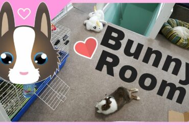 Mochi the Dwarf Bunny | Rabbit #RoomTour 2016