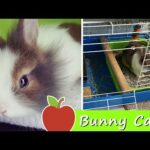★ Muchi the Bunny: Cage and Room SETUP ★
