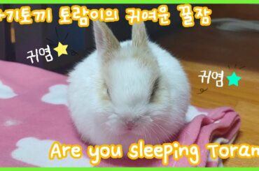 아기토끼 토람이가 졸린가 봐요~ Sleeping Baby Rabbit Toram
