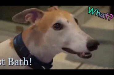 Bunny's First Bath - Highlights