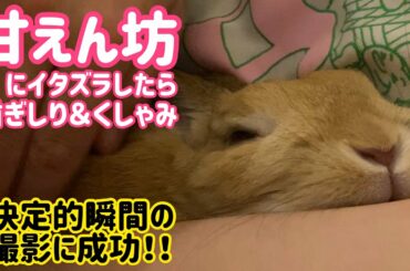【うさぎ】甘えん坊のくしゃみの瞬間【かわいい】Cute rabbit sneeze #75