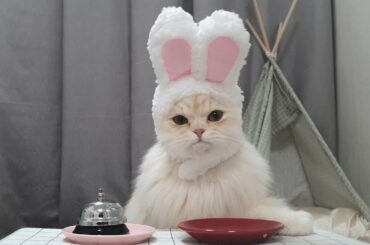귀여운 토끼 고양이 랄라의 간식벨 Cute rabbit cat ring bell かわいいウサギ猫リングベル