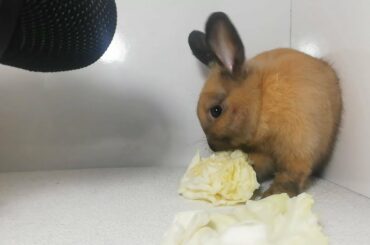 Cute Rabbit Eating Cabbage ASMR / my Pets ASMR