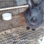 Bunnies, more baby goats, and Leonard!