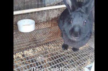 Bunnies, more baby goats, and Leonard!