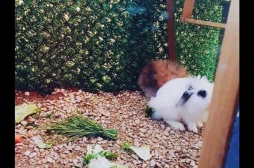 #new #holland #lop #bunny #Cute #states🐇🐰🐰