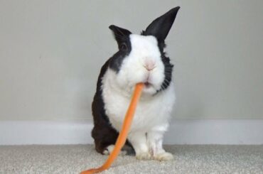 Rabbit Eating Carrot Peel ASMR