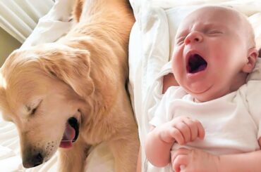 Best Funny Animal Videos #344 | Funny Pet Bunny Videos  | Funny Pet Costumes