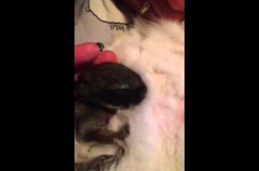 10 day old baby rabbit feeding