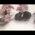 3 day old baby rabbit dancing!