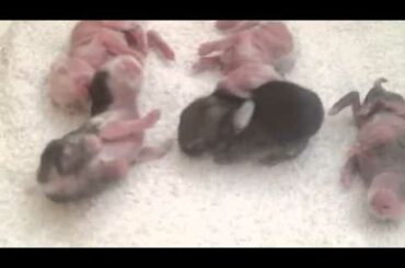 3 day old baby rabbit dancing!