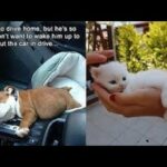Cute baby animals Videos Compilation cute moment of the animals   Soo Cute! #40