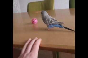 Cute baby parrots Videos Compilation cute moment of the animals   Soo Cute!#4