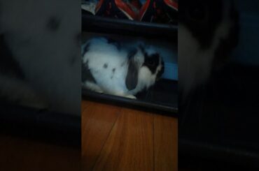 The cutest rabbit you've ever seen