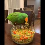 Cute baby parrots Videos Compilation cute moment of the animals   Soo Cute!#6