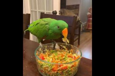 Cute baby parrots Videos Compilation cute moment of the animals   Soo Cute!#6