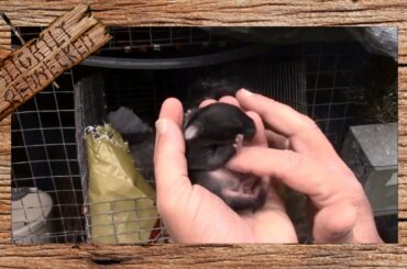 Rabbit Wont Feed Her Babies?: The SR Rabbit Update 12-6-16