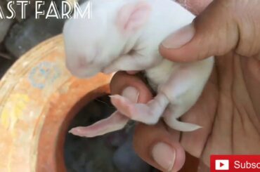 Care for baby Rabbits in winter || East Farm || Episode 5