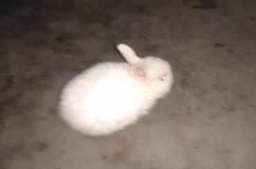 Cute rabbit