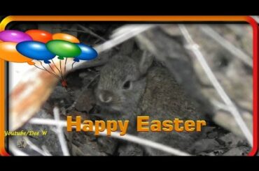 Wildlife In My Backyard / Cute Bunny Rabbit – Happy Easter