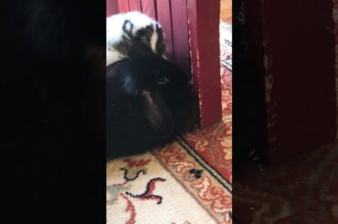 Cute Bunnies Chewing