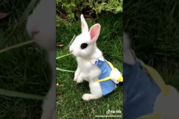 Cute  rabbit