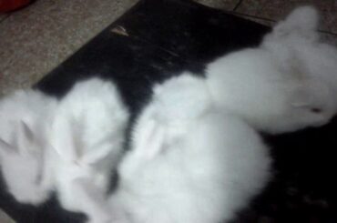 Giant Angora Bunnies