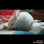 Cute rabbit,