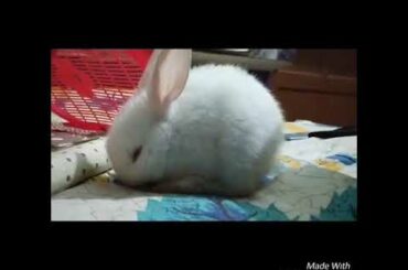 Cute rabbit,