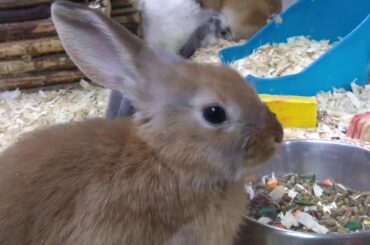 So many cute , friendly and lovely Bunnies, fun to watch