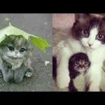 Cute baby animals Videos Compilation cute moment of the animals   Soo Cute! #13