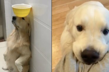 Cutest Baby Animals Videos Compilation Cute Moment of the Animals 2019 #6