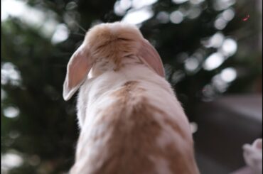 Adventures of Marzipan the Rabbit and a Christmas tree