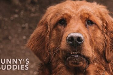 Bunny's Buddies Dog Rescue Adoption Stories