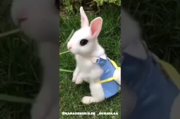 Cute Rabbit