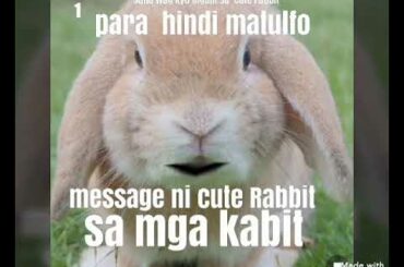 #Message #NI #cute #RABBIT #sa #mhilig #Sumabit pra sa lhat na mga sumasabit,