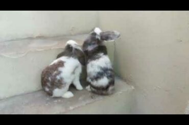 Mini Lop Rabbits