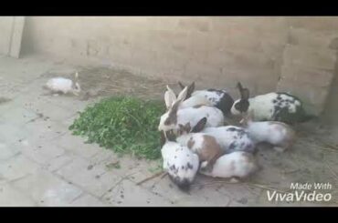 Cute little bunnies..(rabbit)