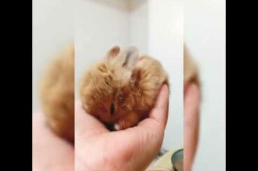 I'm so cutie cute cute... Pang-alis stress / Theodor😘