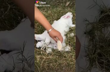 Rabbit and its kids(extremely cute and a little sad)