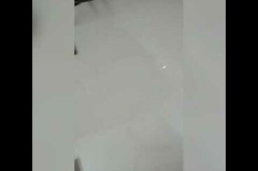 Rabbit eating carrot