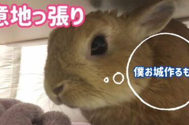 【うさぎ】素直が一番☆意地っ張りなうさぎ【かわいい】Cute rabbit #76