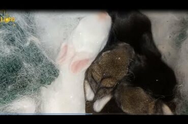 rabbits nest .....day 9