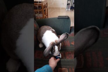 Rabbit (bunny) playing