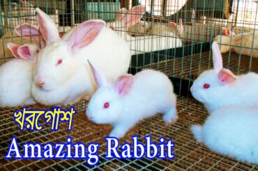 Beautiful Rabbit Shops In Kaptan Bazar Dhaka | Pet Market in Bangladesh | R Tube