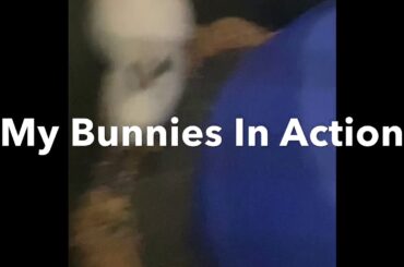 CUTE BUNNY CLIP | Bunnies In Action