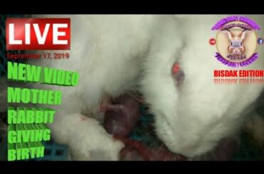 New video mother rabbit give birth to her 8 baby bunnies - September 17, 2019 - Bongskie Rabbitry