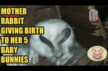 Actual video mother rabbit give birth to her 5 baby bunnies - August 8, 2019 - Bongskie Rabbitry