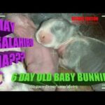 6 day old baby bunnies - DOB: September 24, 2019 - Bongskie Rabbitry