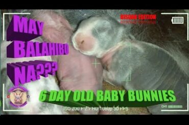 6 day old baby bunnies - DOB: September 24, 2019 - Bongskie Rabbitry